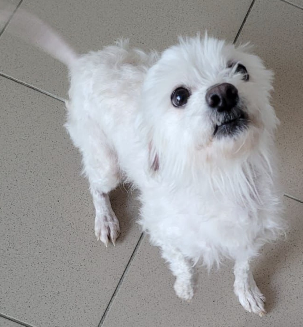 Hallo , ich bin der klein kniehohe 30 cm Marshmallow und bin ca. 3 Jahre jung. Ich bin sehr lieb, sehr verschmust und eine treue Seele, ich hatte auch ein zu Hause, aber dann hat man mich einfach weggeschmießen . Das hat mich super traurig gemacht, weil ich es ja schon anders kannte. Ich bin ein totaler Anfängerhund, den ich bin super brav zu Hause, sehr anständig und kann mich benehmen , ich bin verschmust und sehr sozial.Auch kann ich stundenweise alleine bleiben und liebe es gestreichelt zu werden und zeige dies mit Küßen und Pfote geben.  Hast du Lust mir liebe zu schenken es stundenlang mit Dir um die Häuser und Wälder zu ziehen, ich liebe Kinder und alle Hunde. Ich werde hier am Ammersee auf Dich warten, wo ich nun endlich an Deiner Seite alt werden darf. Ich bin gesund gechipt, geimpft, kastriert und entwurmt und habe alles um zu Dir umziehen zu können. Na Lust mal eine Runde mit mir spazieren zu gehen ? Ich freue mich Marshy