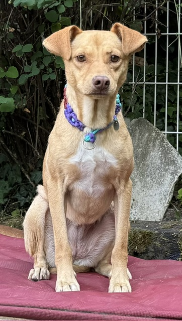 Hallo , ich bin die sehr liebe verschmuste kleine wunderschöne Ratero Hündin Namens Ruby. Ich bin ca.3 Jahre alt, sehr verschmust , treu und unkompliziert. Ich folge super gut ohne und mit Leine, lebe hier in Deutschland und lerne jeden Tag. Ich und mein Bruder wurden aus einer Züchtung aufgegeben und suchen nun nachdem wir Gott sei Dank keine Gebärmaschinen werden, ein traumhaftes liebes zu Hause. Ich brauche aber auf jedenfall noch liebe Menschen an meiner Seite, die mit mir durch dick und dünn geht.  Ich wäre sicher glücklich bei Menschen die viel Zeit für mich haben . Ich bin gesund, gechipt, geimpft und entwurmt. Ich Liebe Kinder, kenne Katzen und mag Hunde.  Na hast Du Lust mich an der Pfote zu nehmen und mit mir ein schönes Leben zu führen ? Dann melde Dich , ich bin startklar für einen Umzug. In Liebe Ruby