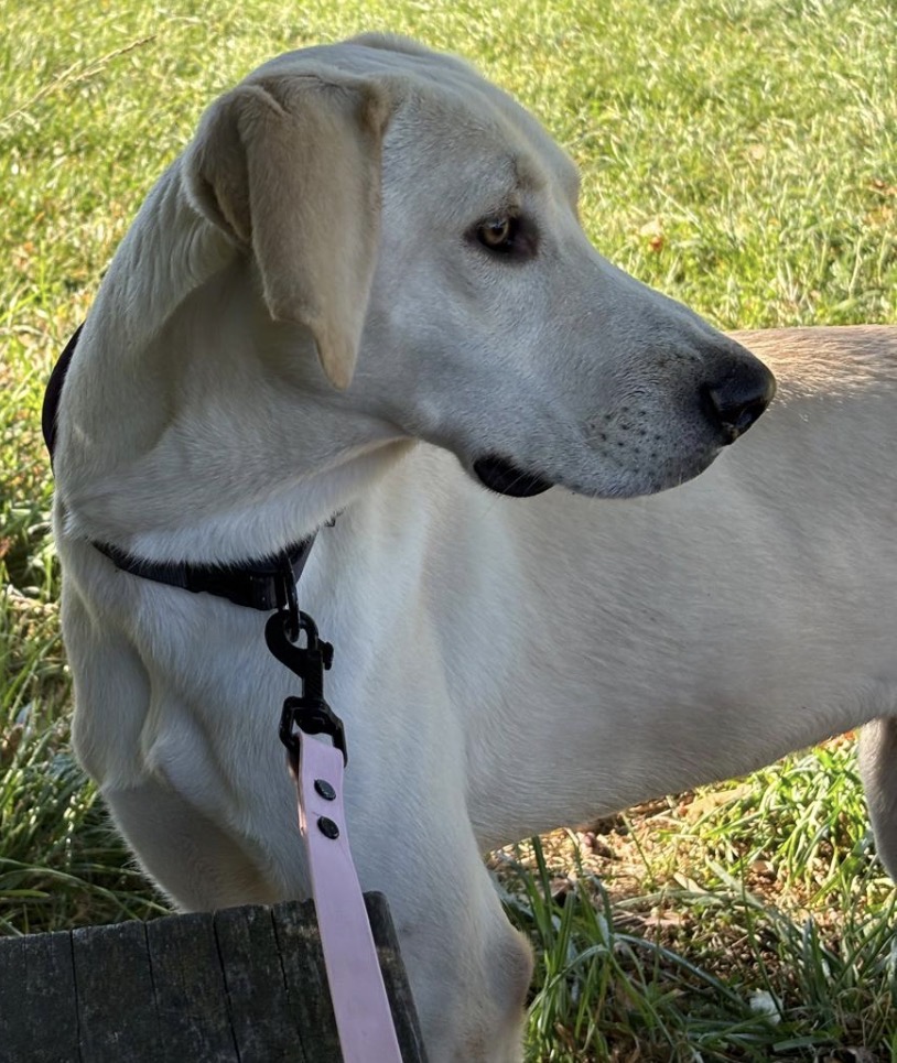 Hallo , ich bin der sehr liebe verschmuste langbeinige und wunderschöne Stelios . Ich bin ca.10  Monate jung, sehr verschmust , treu und unkompliziert, wahrscheinlich eine Mischung aus Pointer und Labrador, wer weiß . Ich folge super gut ohne und mit Leine, und hole gerade das hundeeinmaleins ,hier westli. von München nach. Ich brauche aber auf jedenfall noch liebe Menschen an meiner Seite, damit das auch so bleibt.  Ich wäre sicher glücklich bei Naturmenschen die gerne draußen sind, ich denke ich könnte vielleicht die Größe von einem Labrador bekommen. Ich bin gesund, gechipt, geimpft und entwurmt kastriert, besitze natürlich einen EuPass und warte hier am Ammersee auf Deinen Besuch. Ich Liebe Kinder, kenne Katzen und mag Hunde.  Na hast Du Lust mich an der Pfote zu nehmen und mit mir ein schönes Leben zu führen ? Dann melde Dich , ich bin startklar für einen Umzug. In Liebe Stelios
Kurzes vorstellen per Whats app möglich 01738857027 Danke
