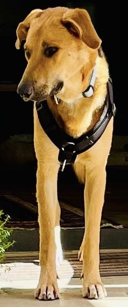 Ich bin Manos. Und ziemlich wahrscheinlich ein Schäferhundmix. Ich bin knappe 60 cm groß und bin der geborene Familienhund. Ich liebe Kinder, andere Hunde und meinen Menschen den ich leider noch nicht habe. Ich begrüße vom Baby bis zum Rollstuhlfahrer alle mit einem dicken schwanzwedeln. Natürlich mag ich auch meine Art genossen. Ich suche keinerlei Streit dem geh ich lieber aus dem Weg und wenn ein kleines Spiel zusammen geht, ist das das schönste für mich. Die Menschen sagen ich habe ein sehr angenehmes Temperament, was immer das heißen soll.
Ich hoffe, ich muss nicht erwähnen, dass mein Bruder und ich stubenrein sind. Wir sind ja schon groß. Ich fahre problemlos Auto. (Ok, er kann das auch.) Wir sind uns überhaupt sehr ähnlich klar, wir sind ja auch Brüder, aber unter uns gesagt bin ich schon ne Ecke cooler! Mein Motto ist einfach entspanntes beisammen sein. Miteinander unterwegs sein, Freunde treffen und abends zusammen kuscheln, so stell ich mir unser Leben vor. Okay vielleicht manchmal noch was zum knabbern wär schön. Ich esse nämlich schon sehr gern, aber ich möchte betonen, ich bin überhaupt nicht futterneidisch und bleibe selbst da anständig!
Traumhaft, oder? Also, worauf wartest du noch?Komm mich doch gerne Probeschmusen am Ammersee, auch bin ich kastriert, gechipt, geimpft und entwurmt.
Let s meet!
