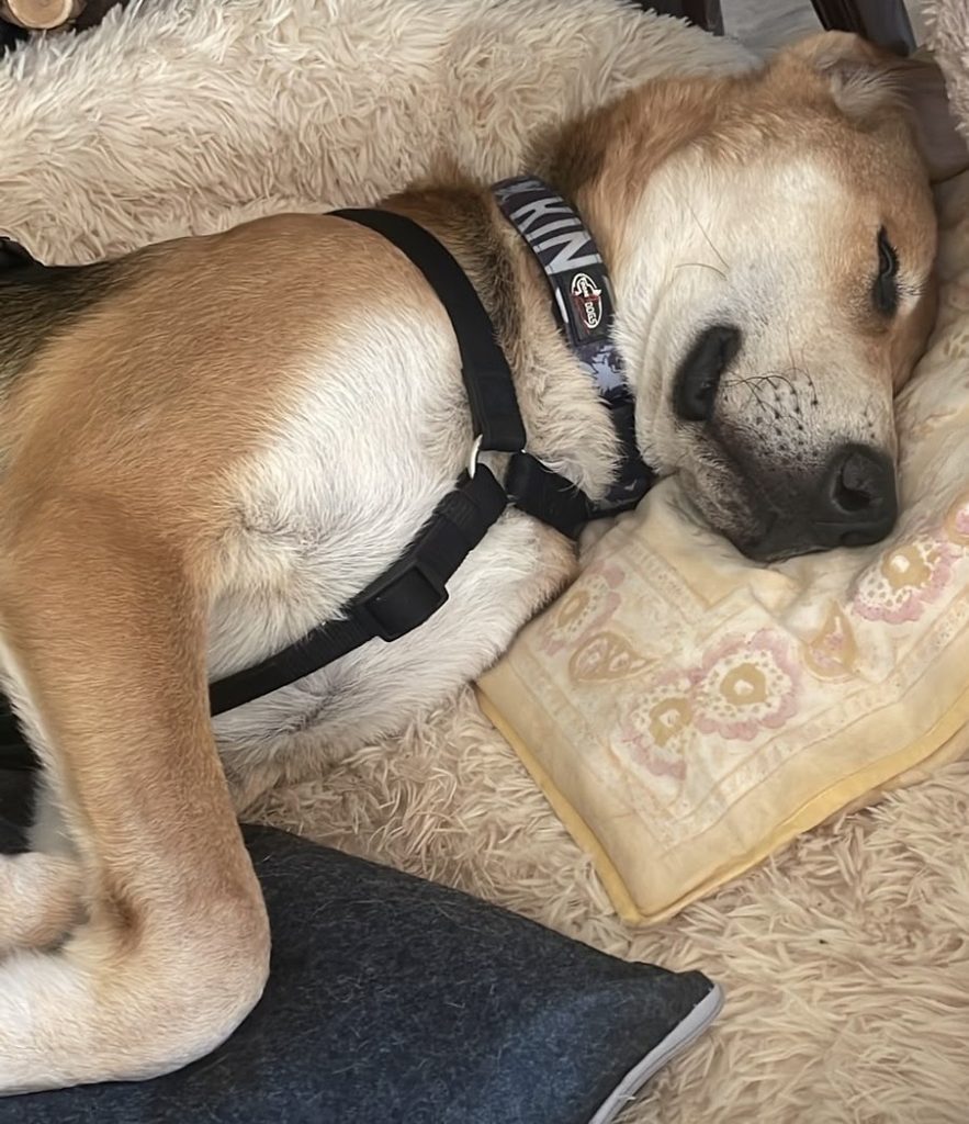 Ich bin Minos. Ich bin knappe 60 cm groß und bin der geborene Familienhund. Ich mag Menschen so gerne, begrüße vom Baby bis zum Rollstuhlfahrer alle mit einem dicken schwanzwedeln. Natürlich mag ich auch meine Art genossen. Ich suche keinerlei Streit dem geh ich lieber aus dem Weg und wenn ein kleines Spiel zusammen geht, ist das das schönste für mich. Die Menschen sagen ich habe ein sehr angenehmes Temperament, was immer das heißen soll.
Ich hoffe, ich muss nicht erwähnen, dass ich stubenrein bin. Ich fahre problemlos Auto. Mein Motto ist einfach entspanntes beisammen sein. Miteinander unterwegs sein, Freunde treffen und abends zusammen kuscheln, so stell ich mir unser Leben vor. Okay vielleicht manchmal noch was zum knabbern , daß wäre schön. Ich esse nämlich schon sehr gern, aber ich möchte betonen, ich bin überhaupt nicht futterneidisch und bleibe selbst da anständig!
Traumhaft, oder? Also, worauf wartest du noch?
Let‘s meet!